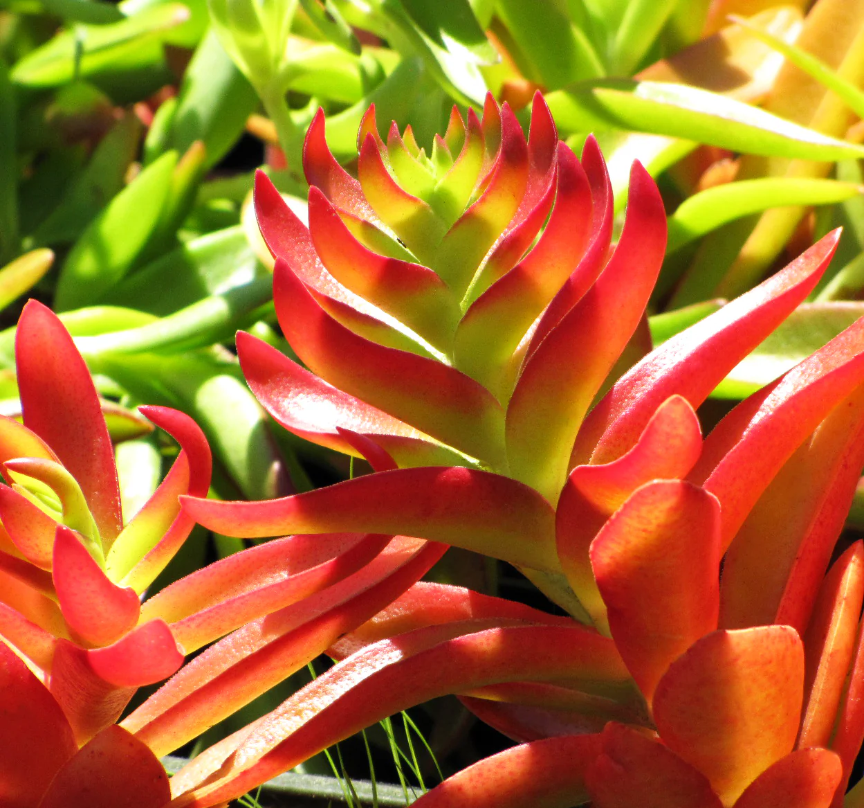 Crassula Campfire Plant - Image 3