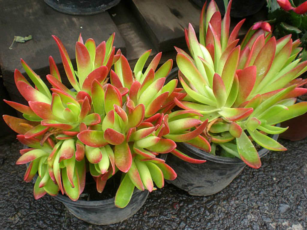 Crassula Campfire Plant - Image 4
