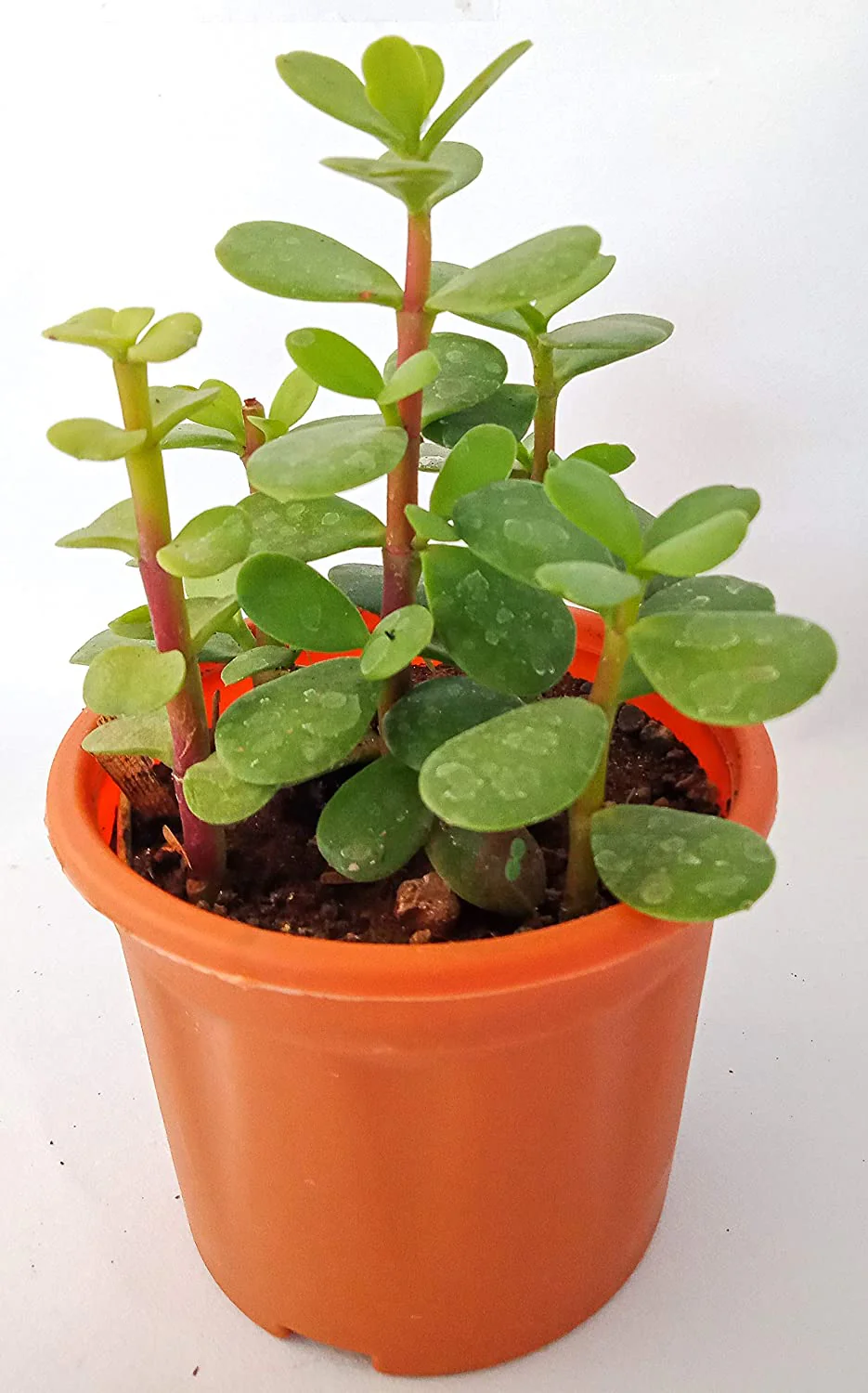 Crassula ovata Jade Plant Money Plant Live And Healthy Plant For Indoor And Outdoor - Image 2