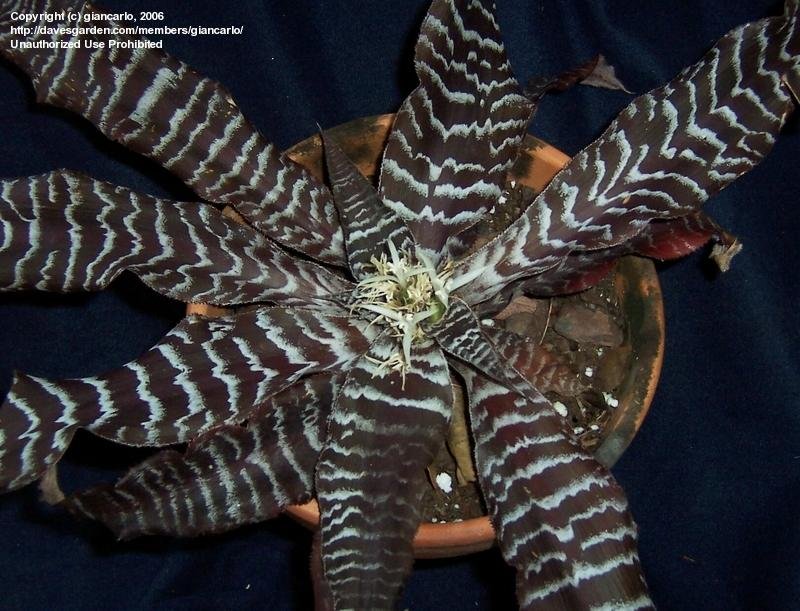 Cryptanthus Black Tiger Very Rare Colour Exotic Live Indoor Plant - Image 3