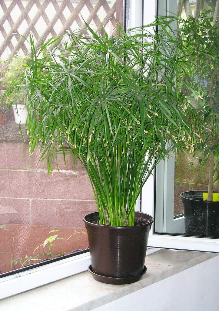 Cyperus Alternifolius Indoor Live Plant - Image 2