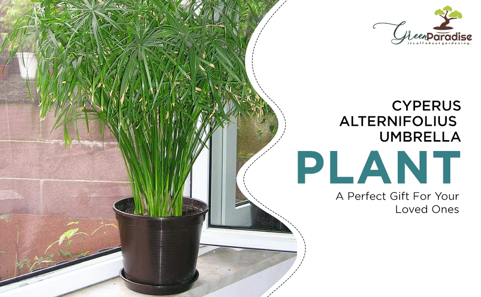 Cyperus Alternifolius Indoor Live Plant - Image 3