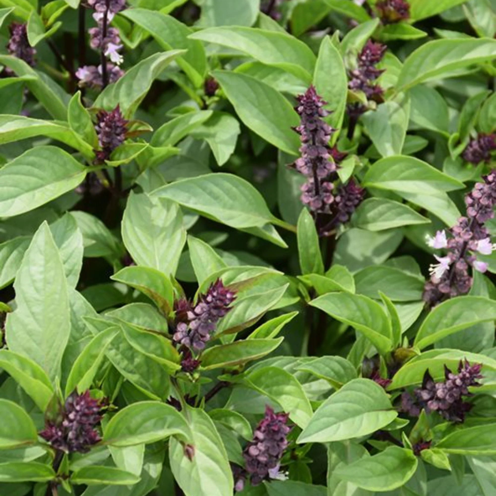 Damro Plant Ocimum basilicum Live Plant - Image 2