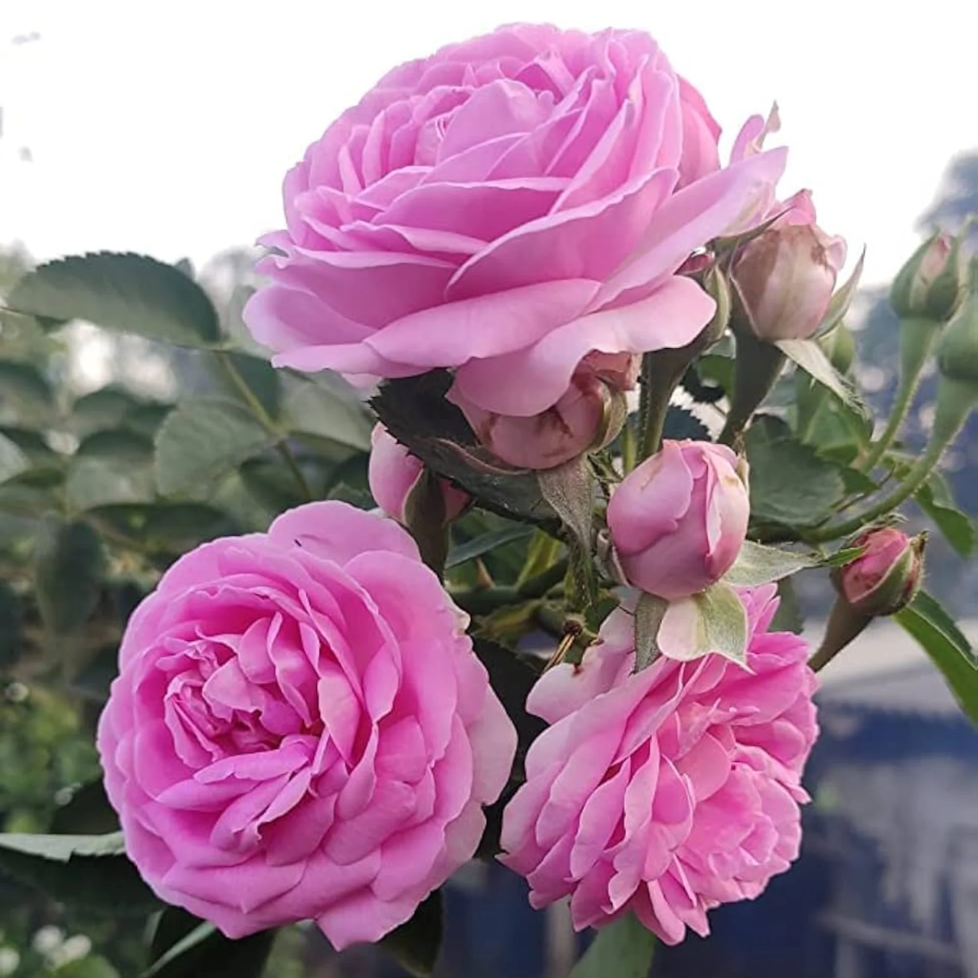 Green Paradise Desi Pink Fragrant Rose Plant Gulkand Rose Plant - Image 2