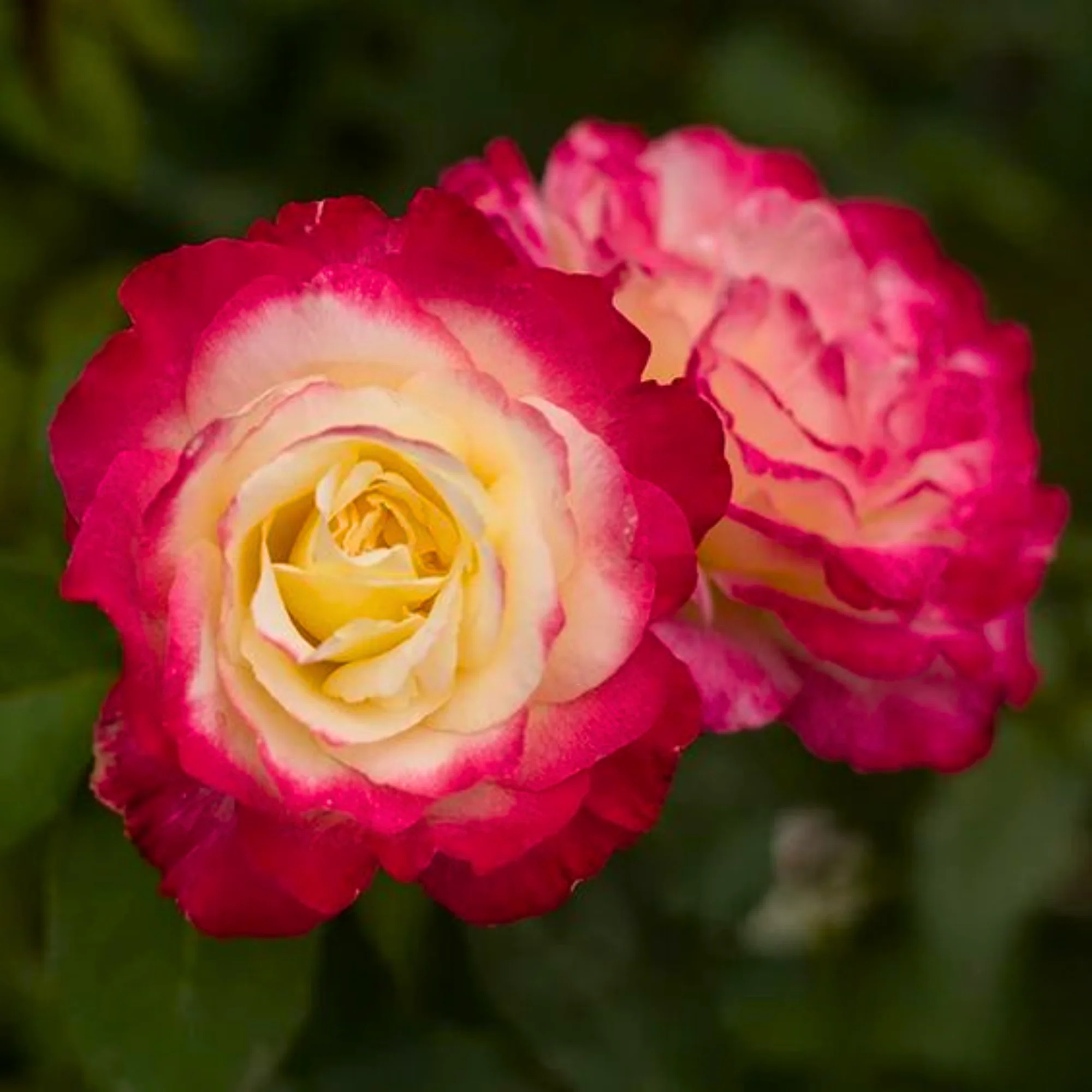 Double Delite Rose Plant - Image 3