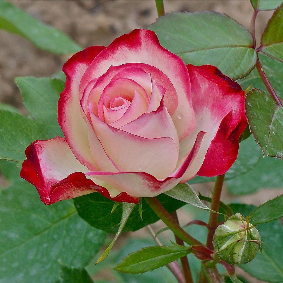 Double Delite Rose Plant - Image 4