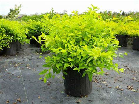 Duranta Golden Live Plant - Image 2