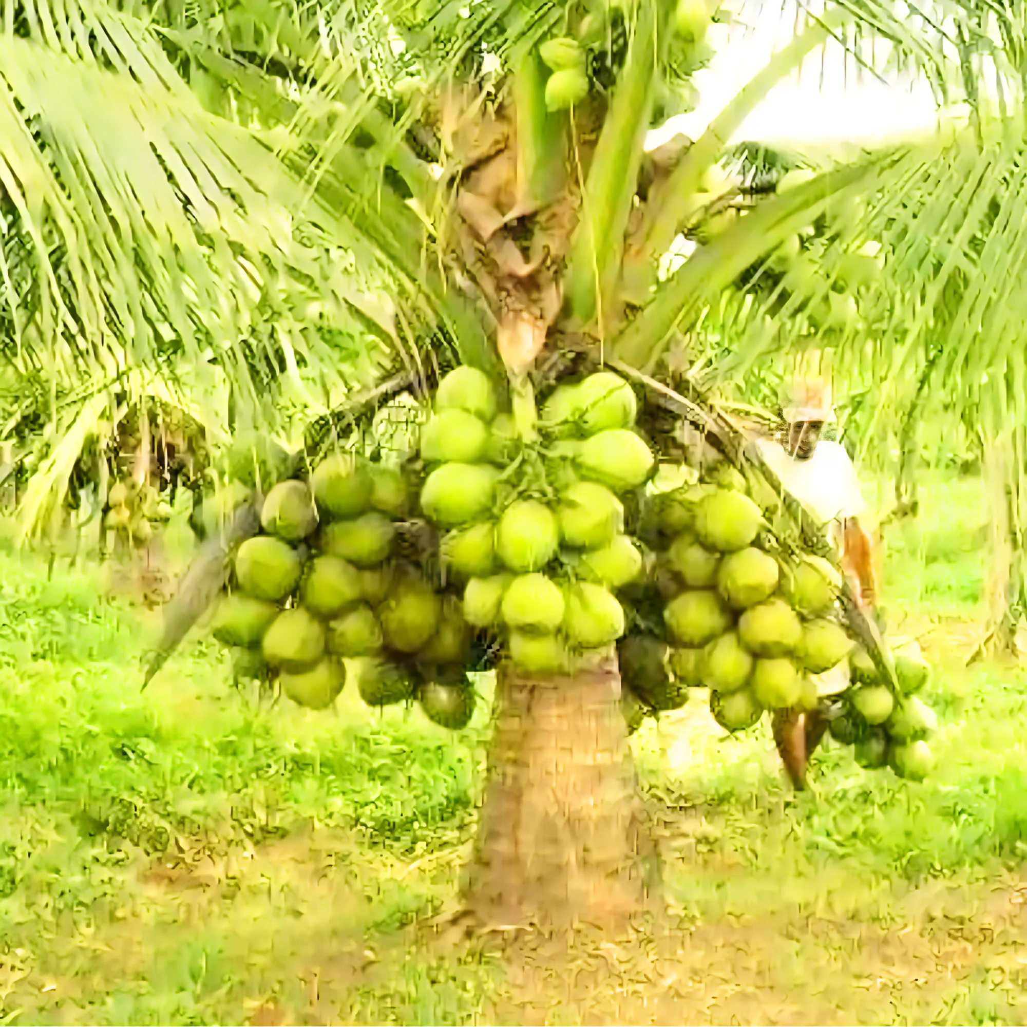 Green Paradise Dwarf Variety Green Coconut Plant - Image 2