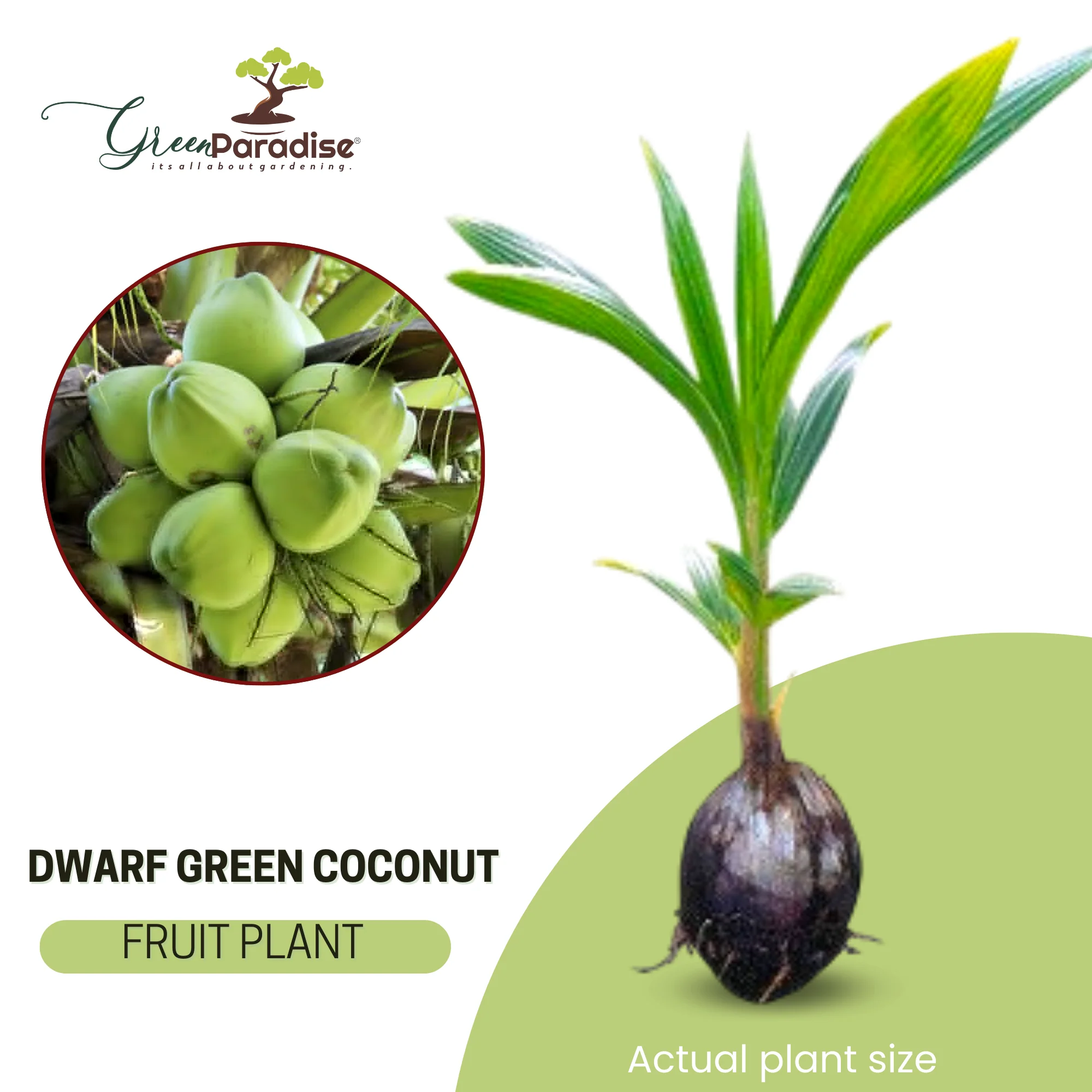 Green Paradise Dwarf Variety Green Coconut Plant - Image 3