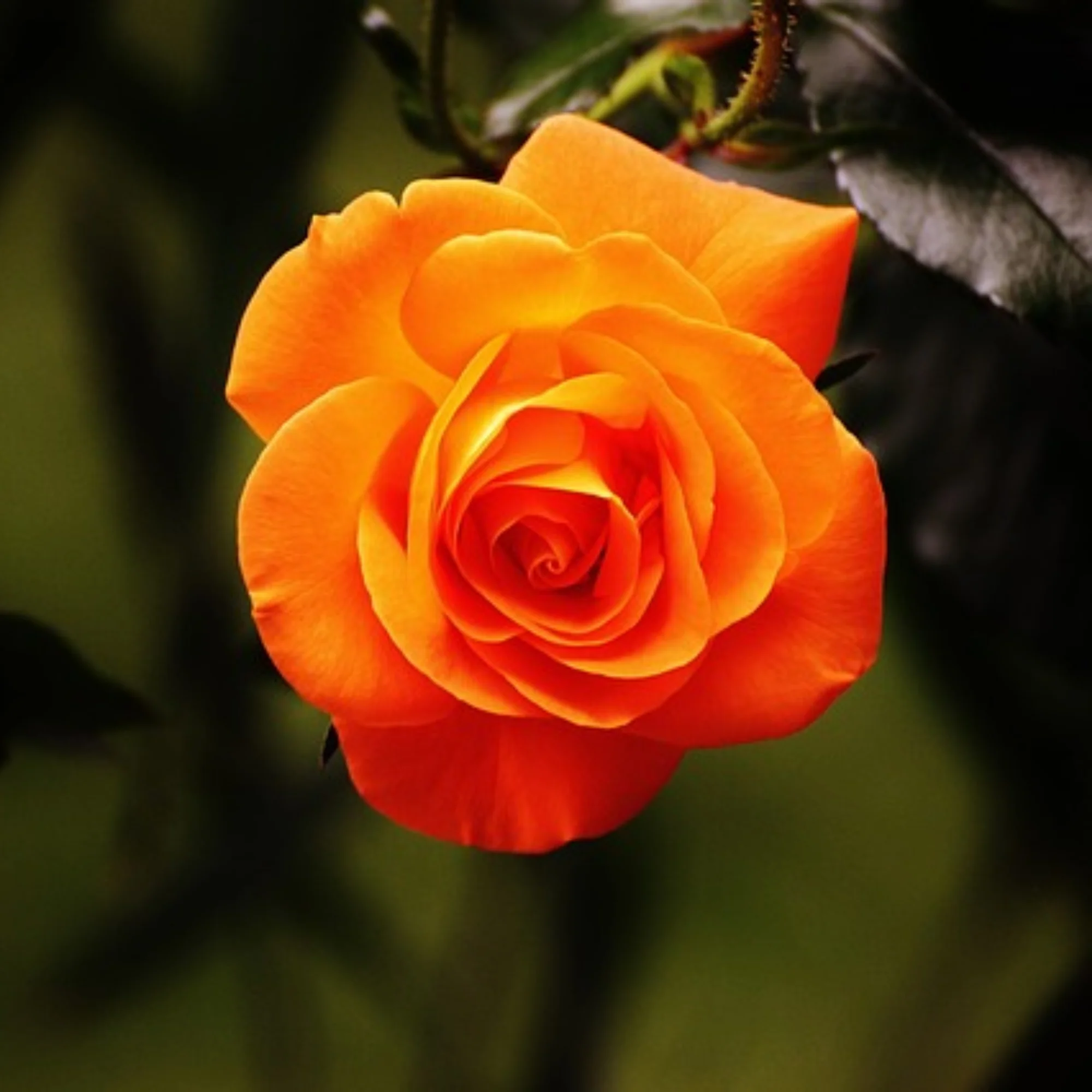 English Rose Plant (Orange) - Image 2