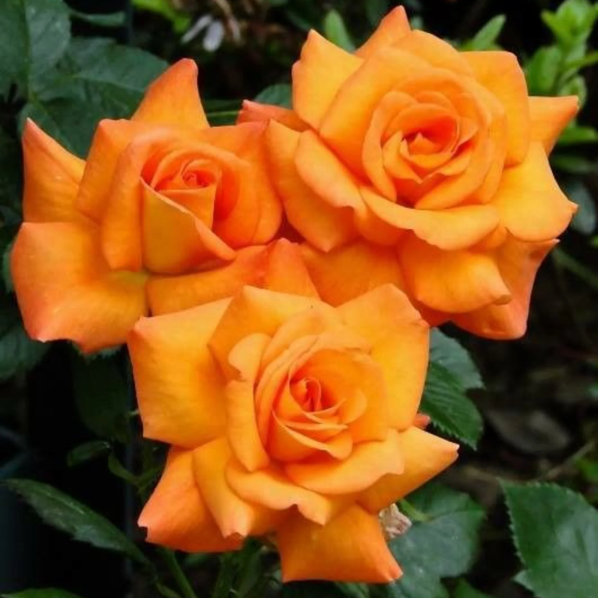 English Rose Plant (Orange) - Image 3