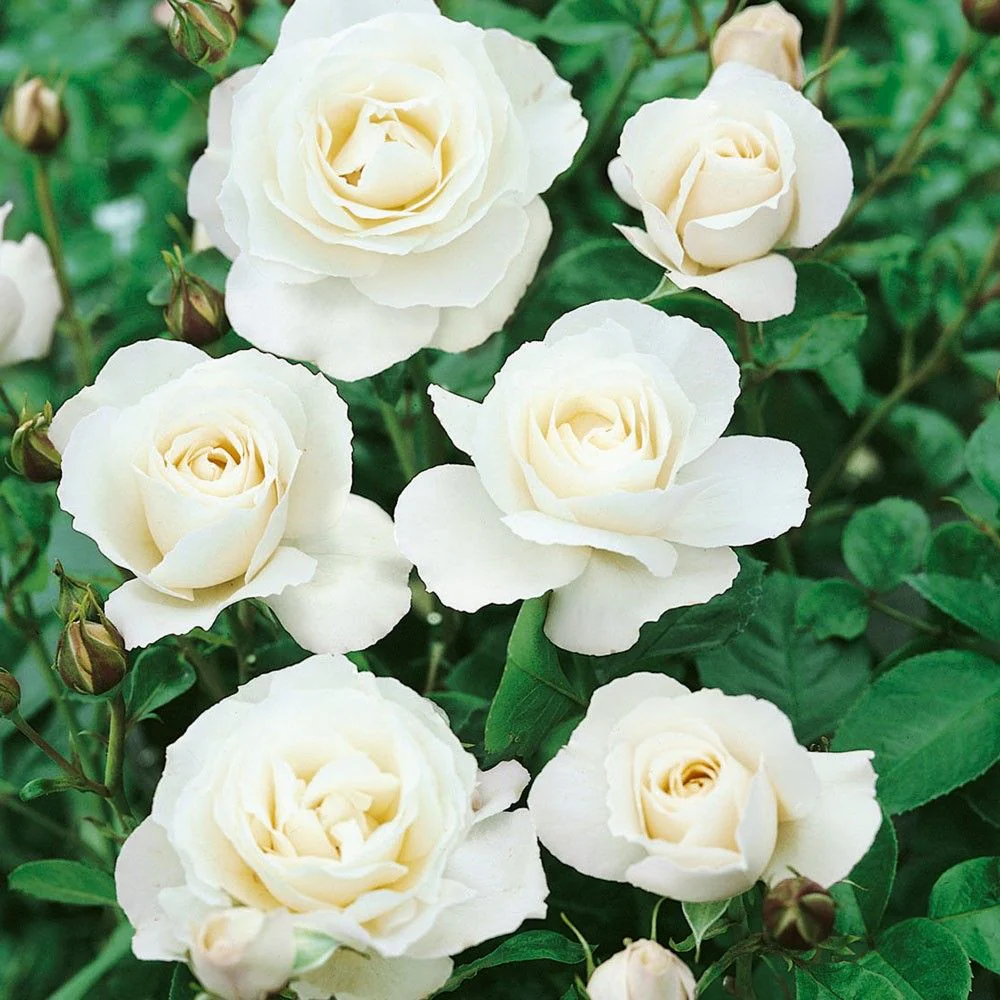English Rose Plant (White) - Image 2