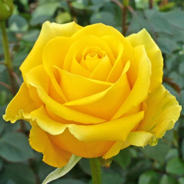 English Rose Plant (Yellow) - Image 2