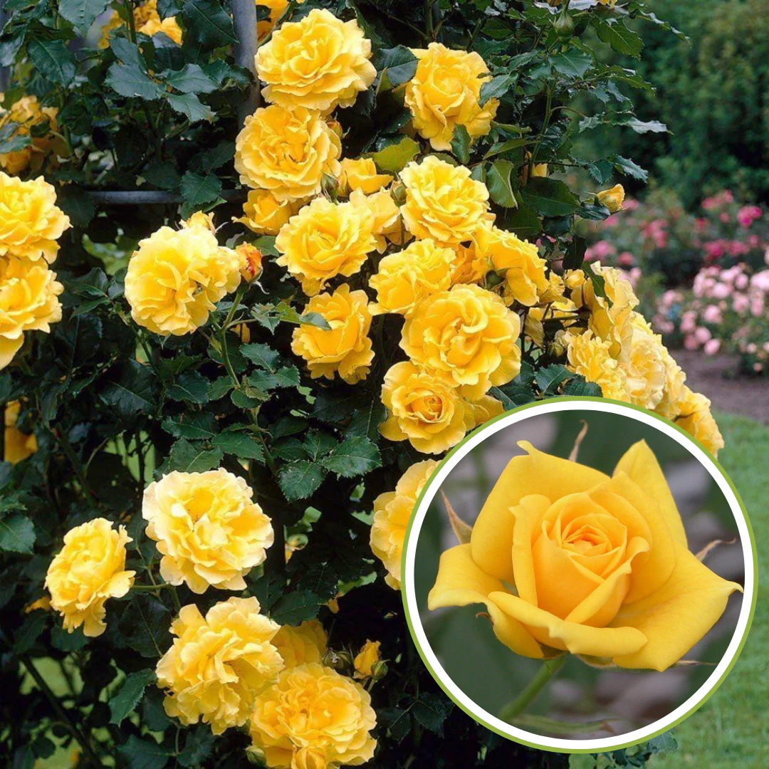 English Rose Plant (Yellow) - Image 3