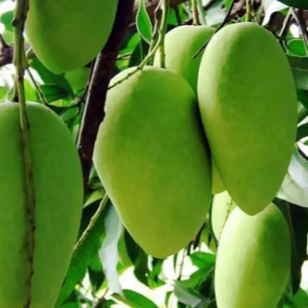 Exclusive Dusheri Mango Live Plant-Green Paradise Live - Image 2
