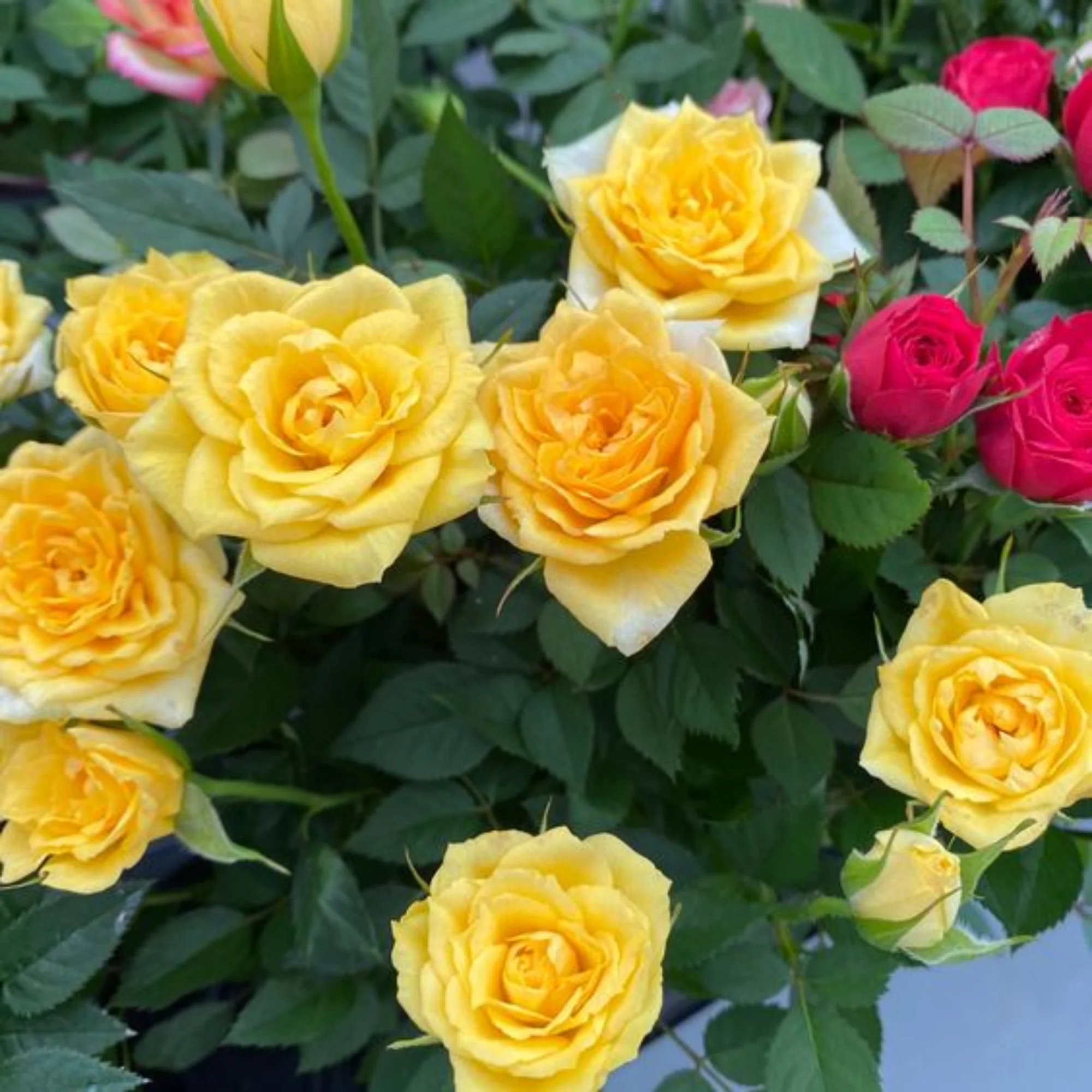 Exclusive Live dutch rose Plant - Image 2