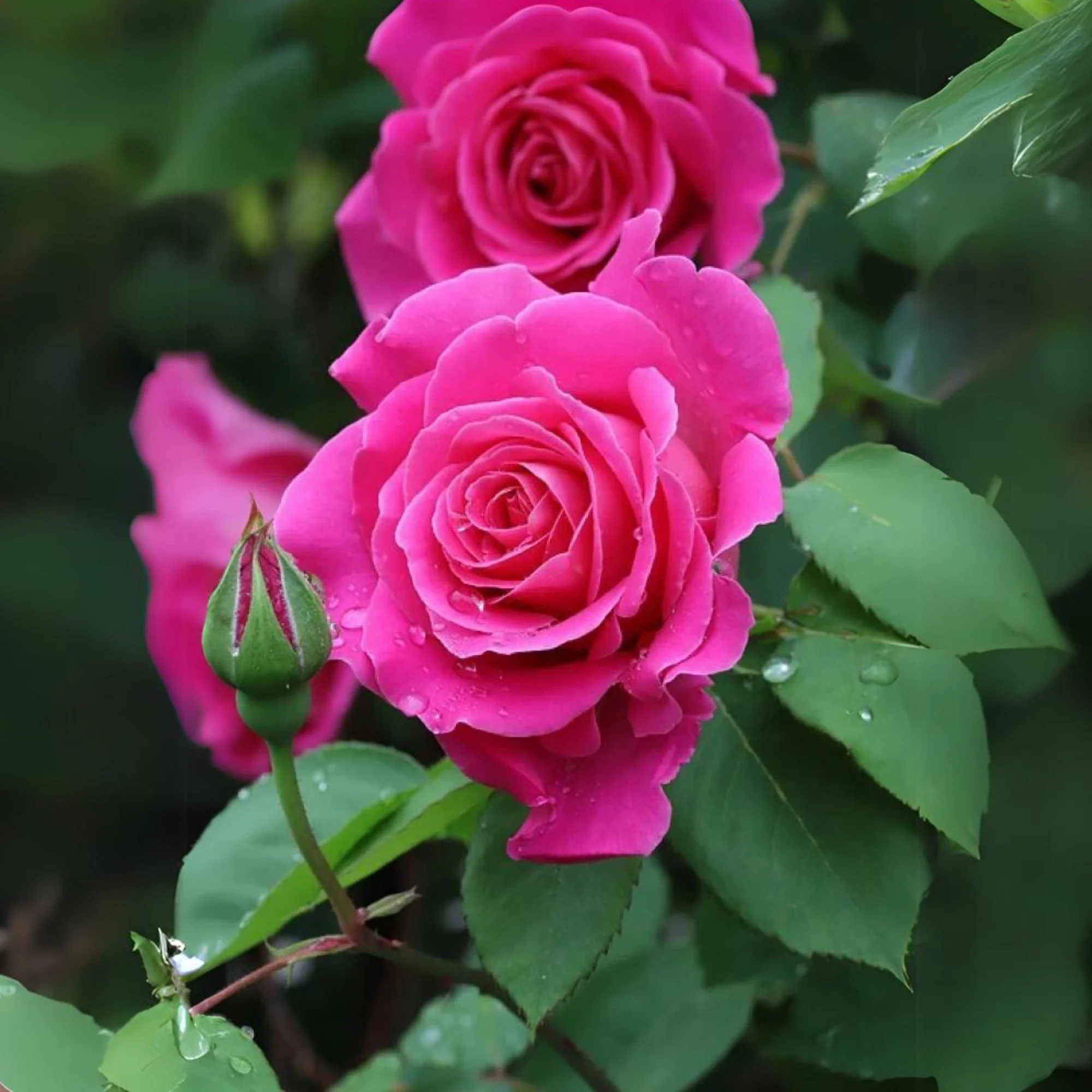 Exclusive Live dutch rose Plant - Image 3
