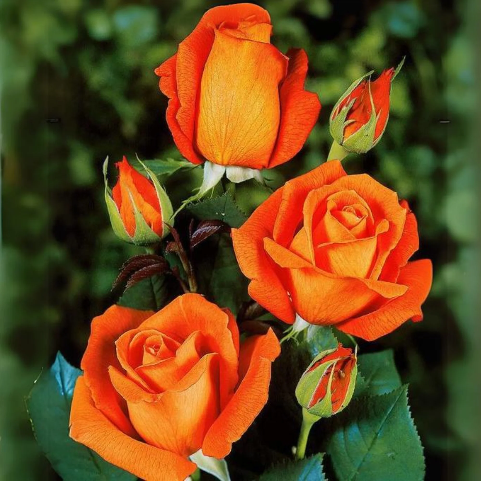 Exclusive Live dutch rose Plant - Image 5
