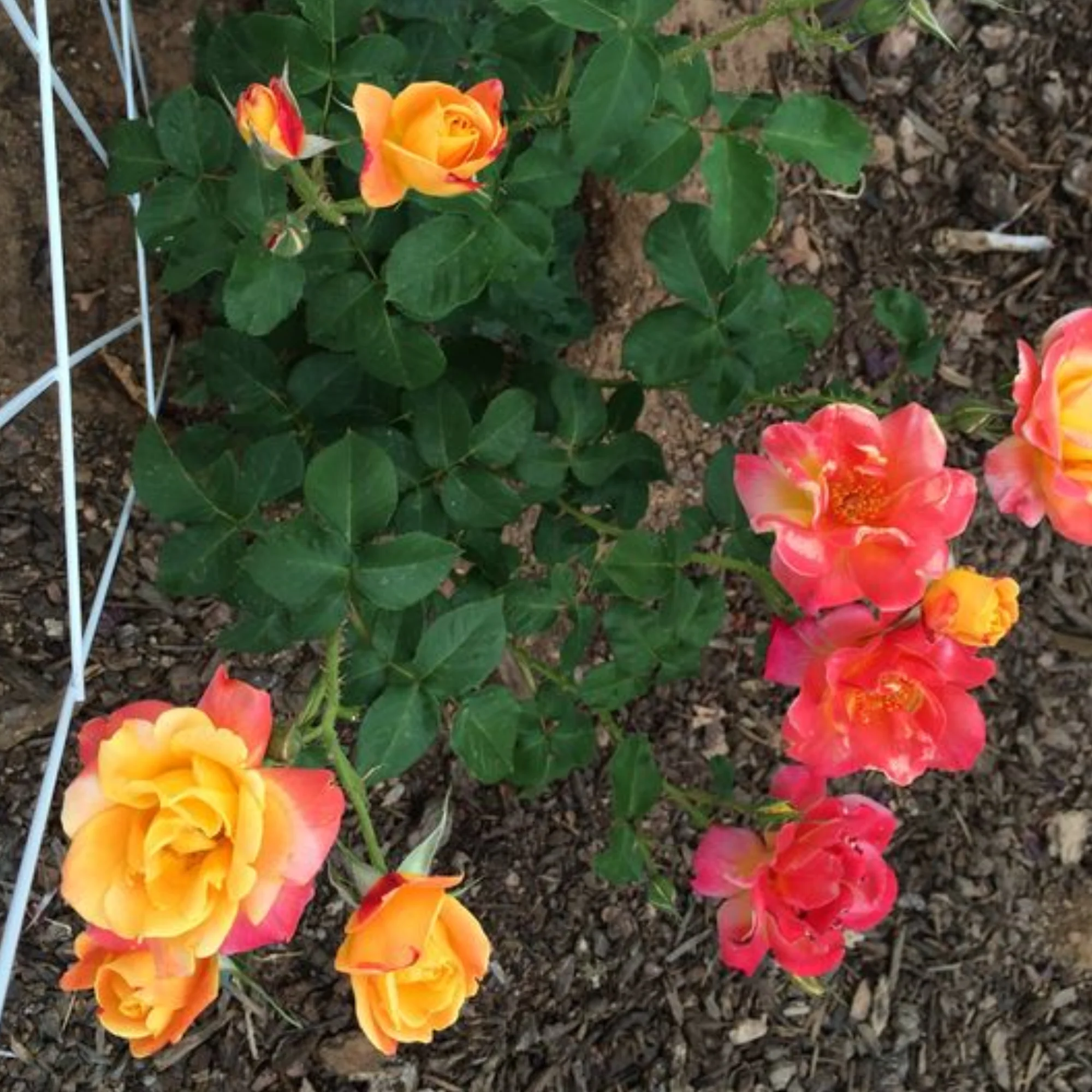 Exclusive Live Orange climbing rose Plant - Image 3