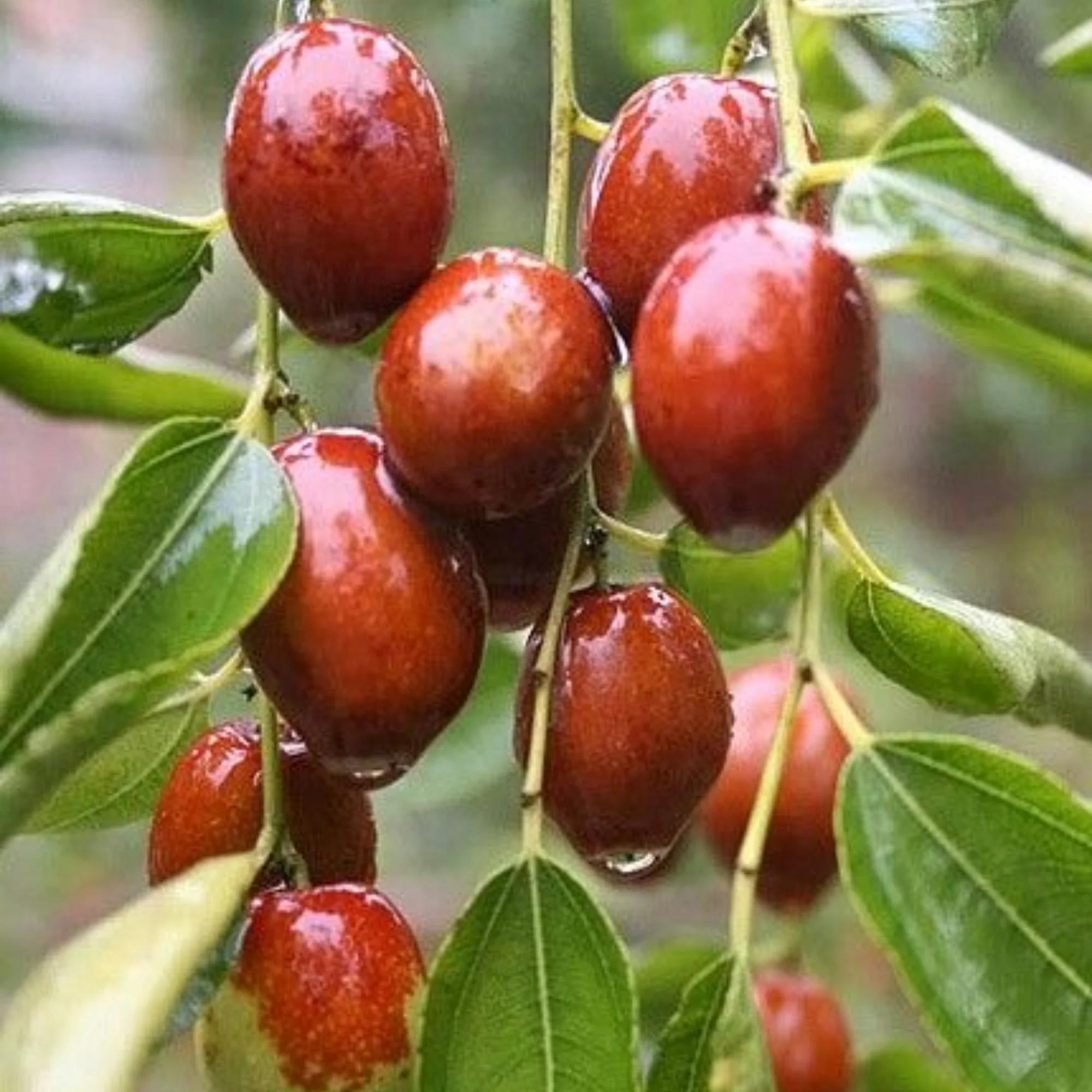 Exclusive Live Sweet Jujube fruit ber Plant Suitable For Bonsai - Image 2