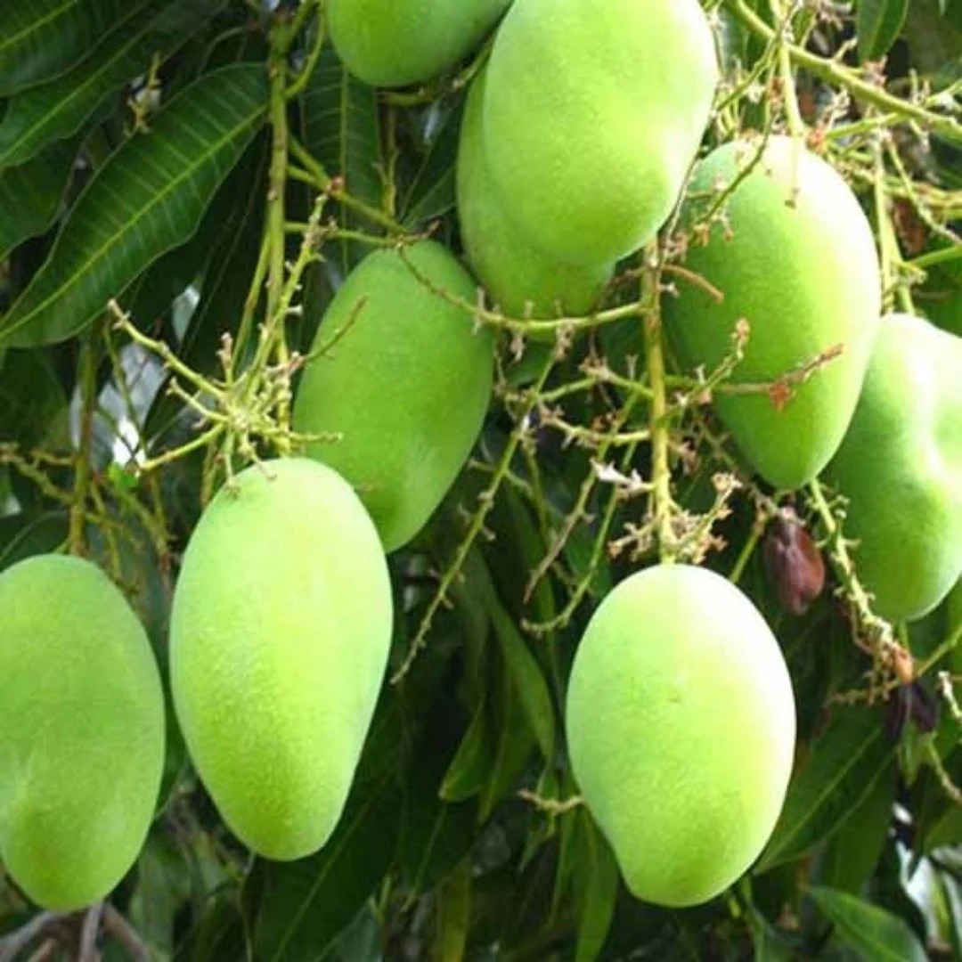 Exclusive original Kesar Mango Live Plant- Green Paradise Live - Image 2