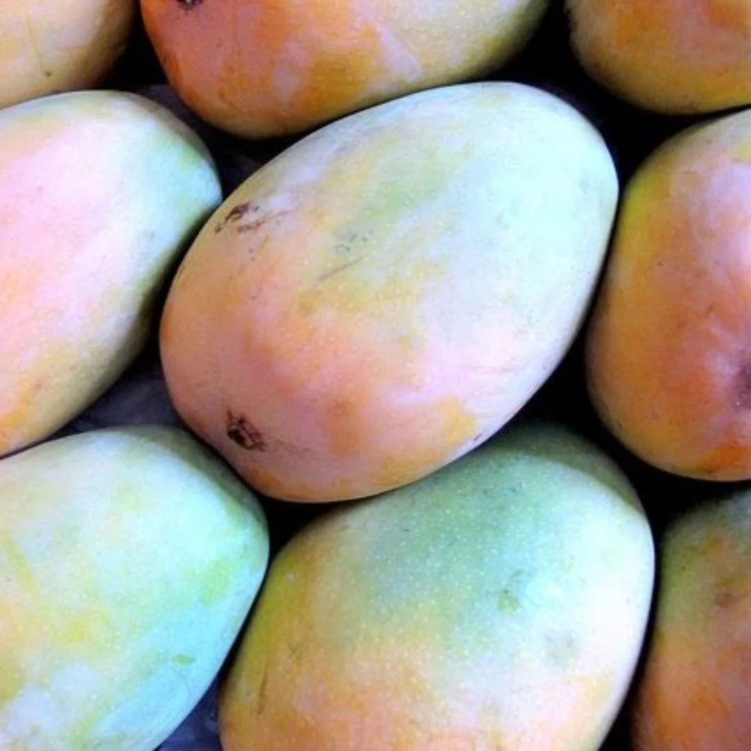 Exclusive original Kesar Mango Live Plant- Green Paradise Live - Image 3