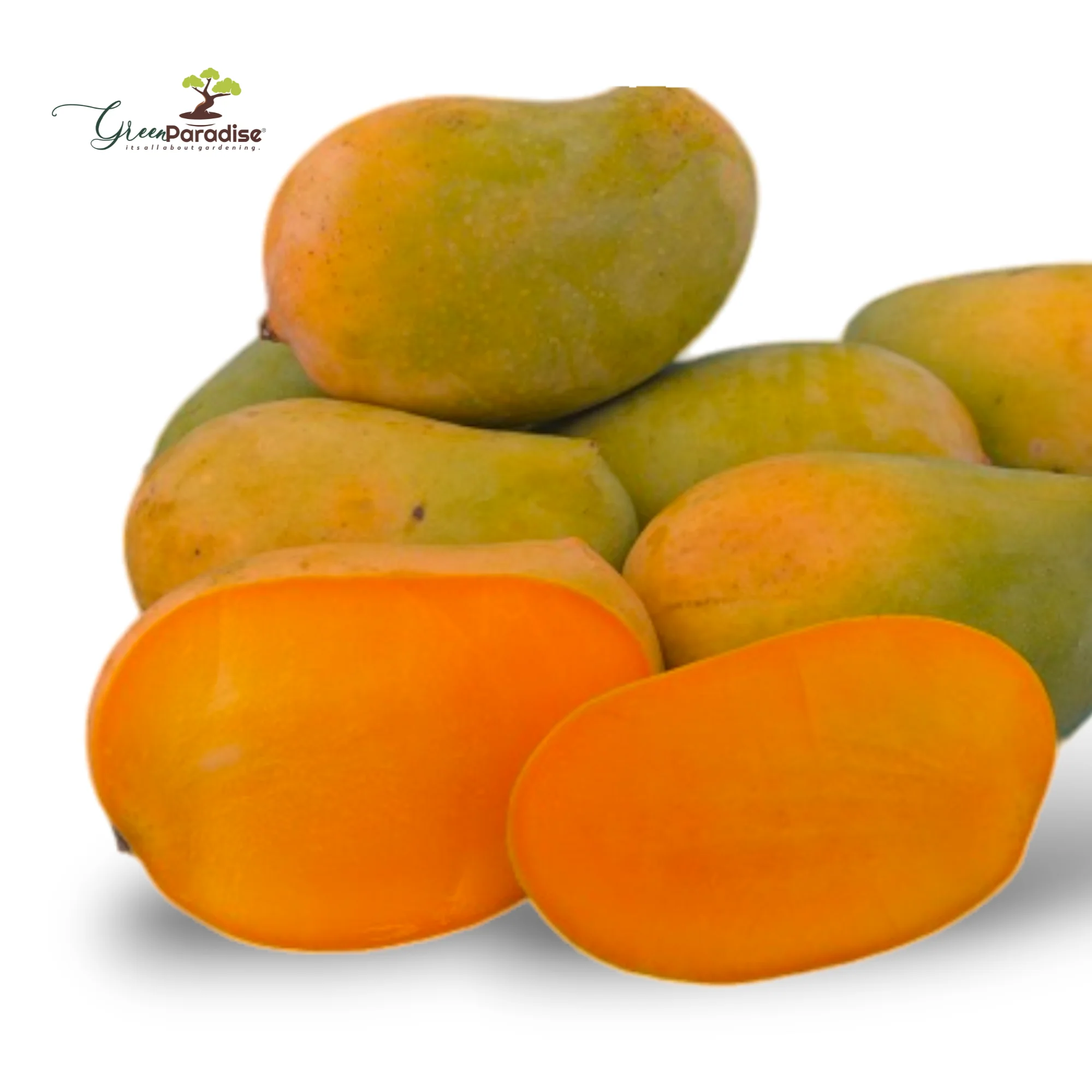 Exclusive original Kesar Mango Live Plant- Green Paradise Live - Image 4