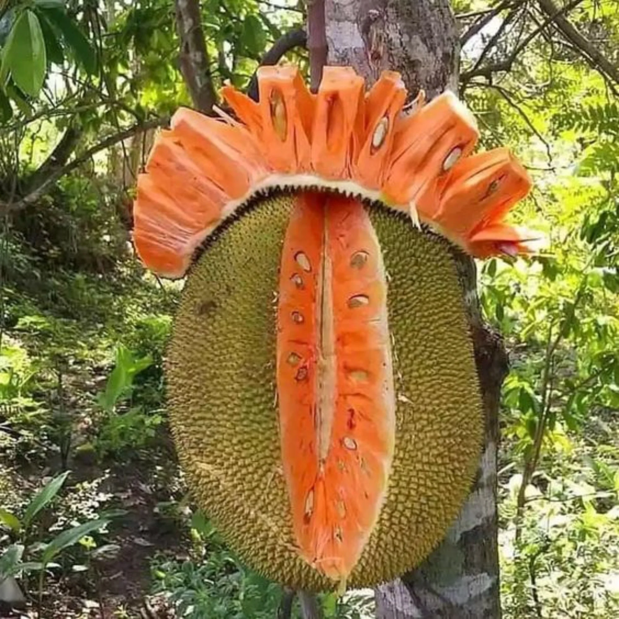Exclusive Red JackFruit Live Plant - Image 3