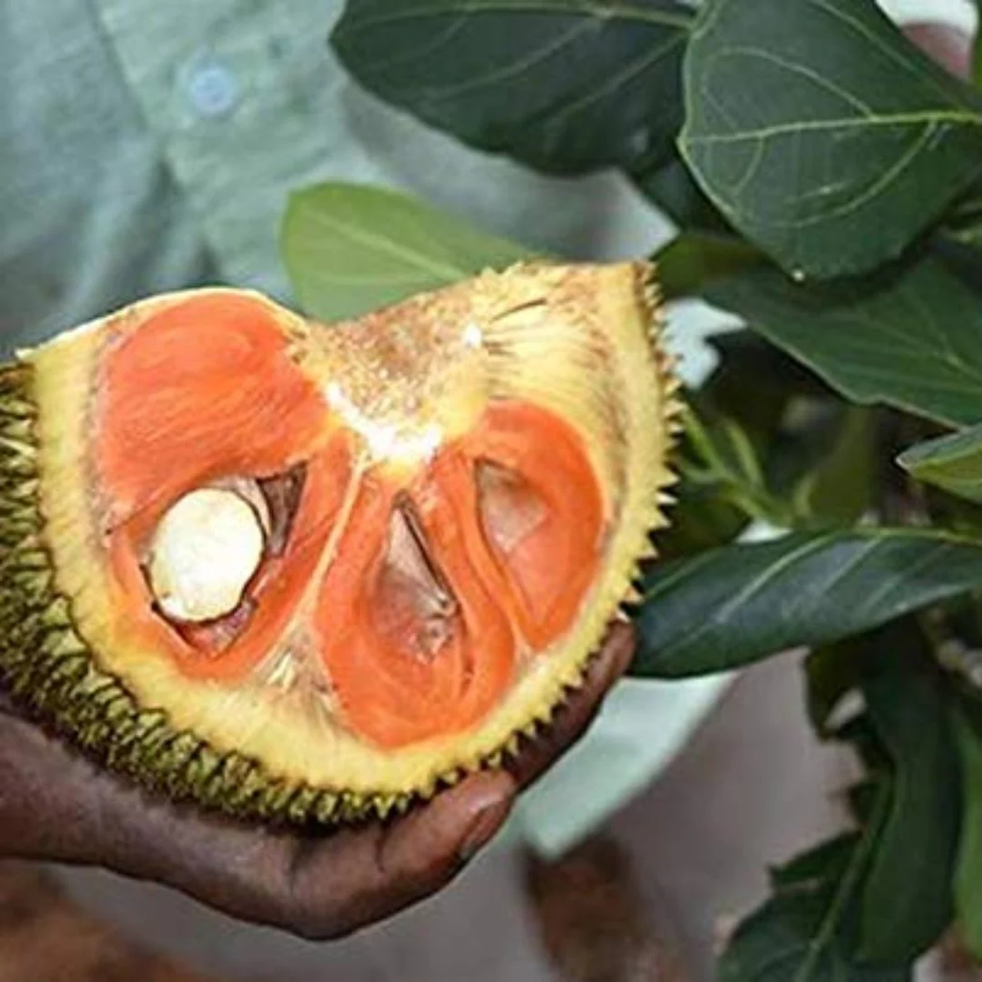 Exclusive Red JackFruit Live Plant - Image 4