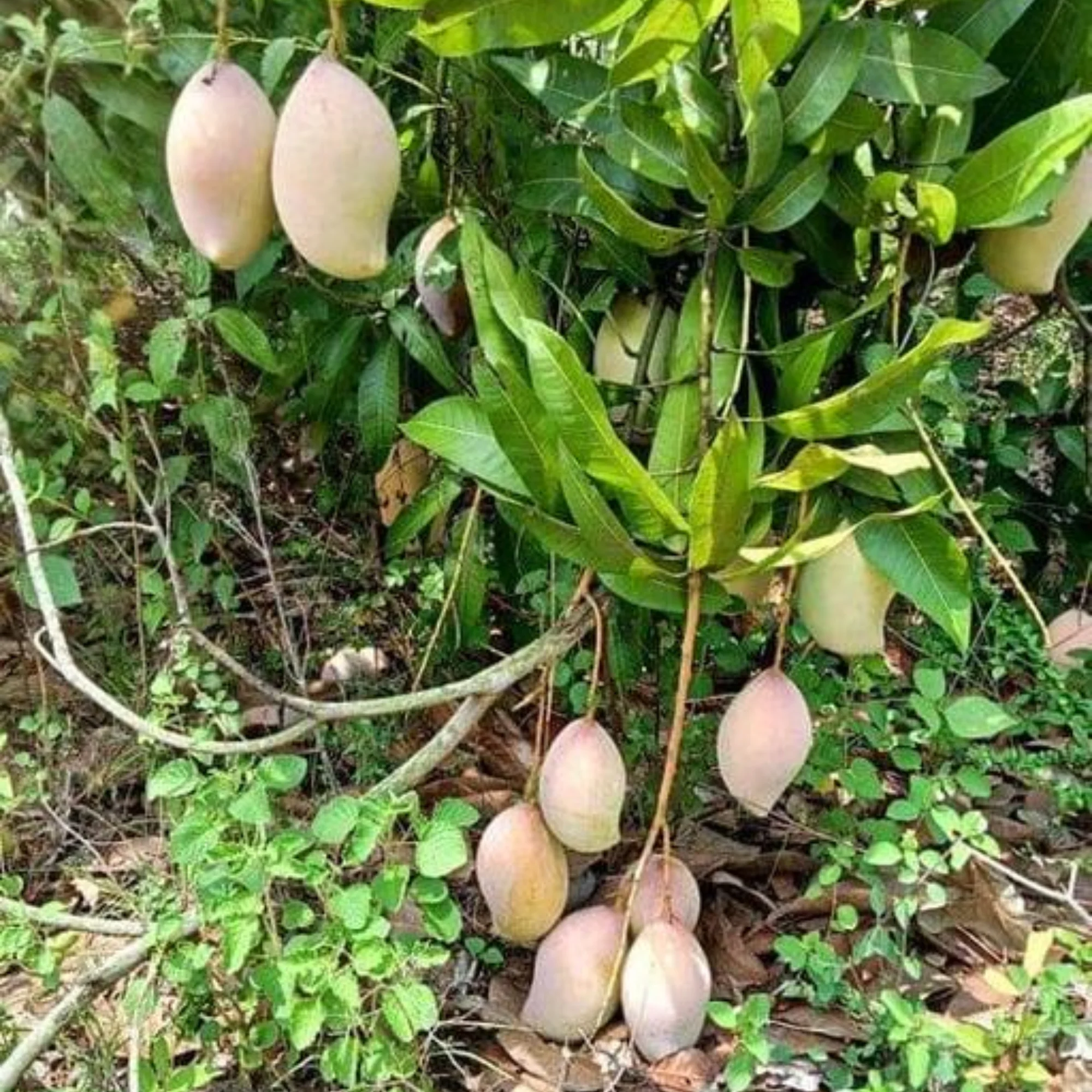 Exclusive Totapuri Mango Live Plant - Image 2