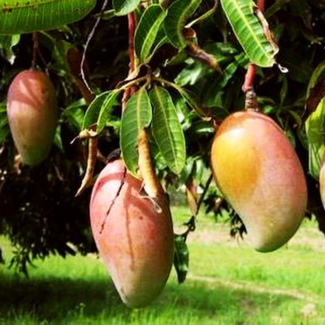 Exclusive Totapuri Mango Live Plant - Image 3