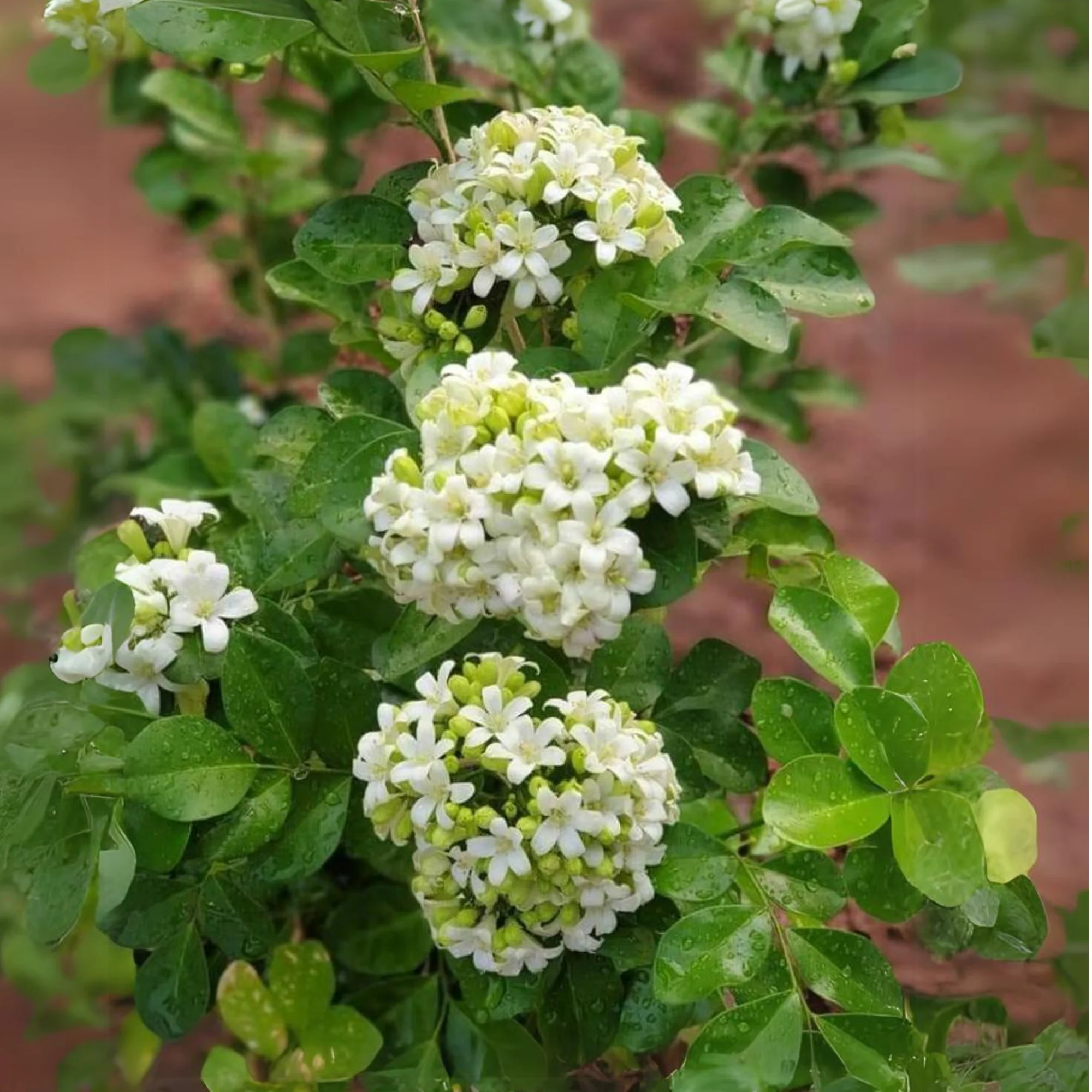 Mini Murraya Paniculata Madhukamini Amazing Jasmine Fragrant Full Year Flowering Plant - Image 3