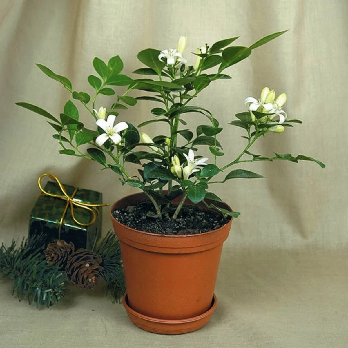 Mini Murraya Paniculata Madhukamini Amazing Jasmine Fragrant Full Year Flowering Plant - Image 5