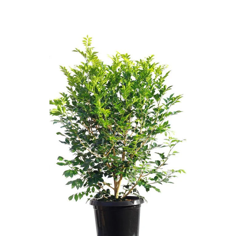 Mini Murraya Paniculata Madhukamini Amazing Jasmine Fragrant Full Year Flowering Plant - Image 6