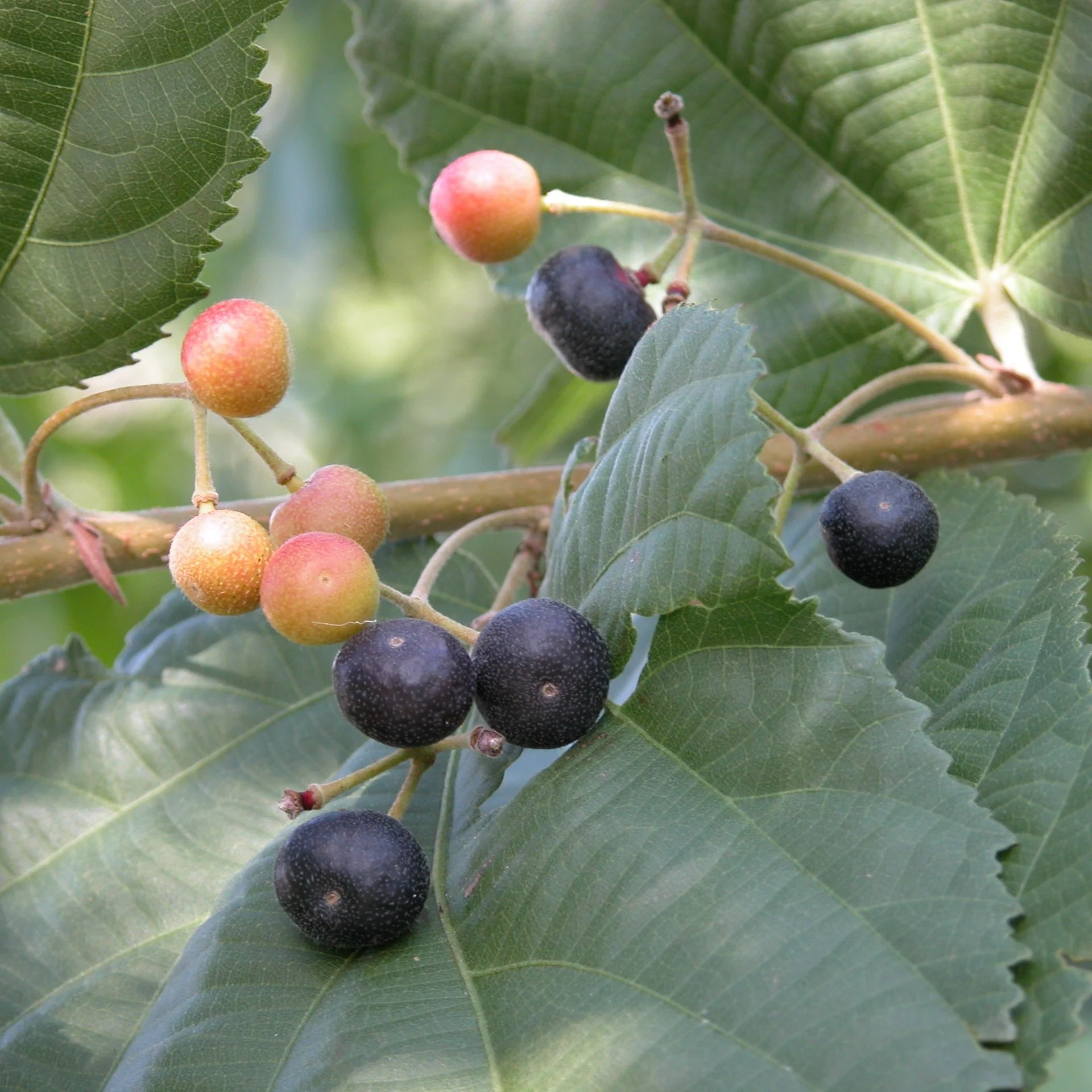 Buy Online Healthy falsa berry Plant - Image 2