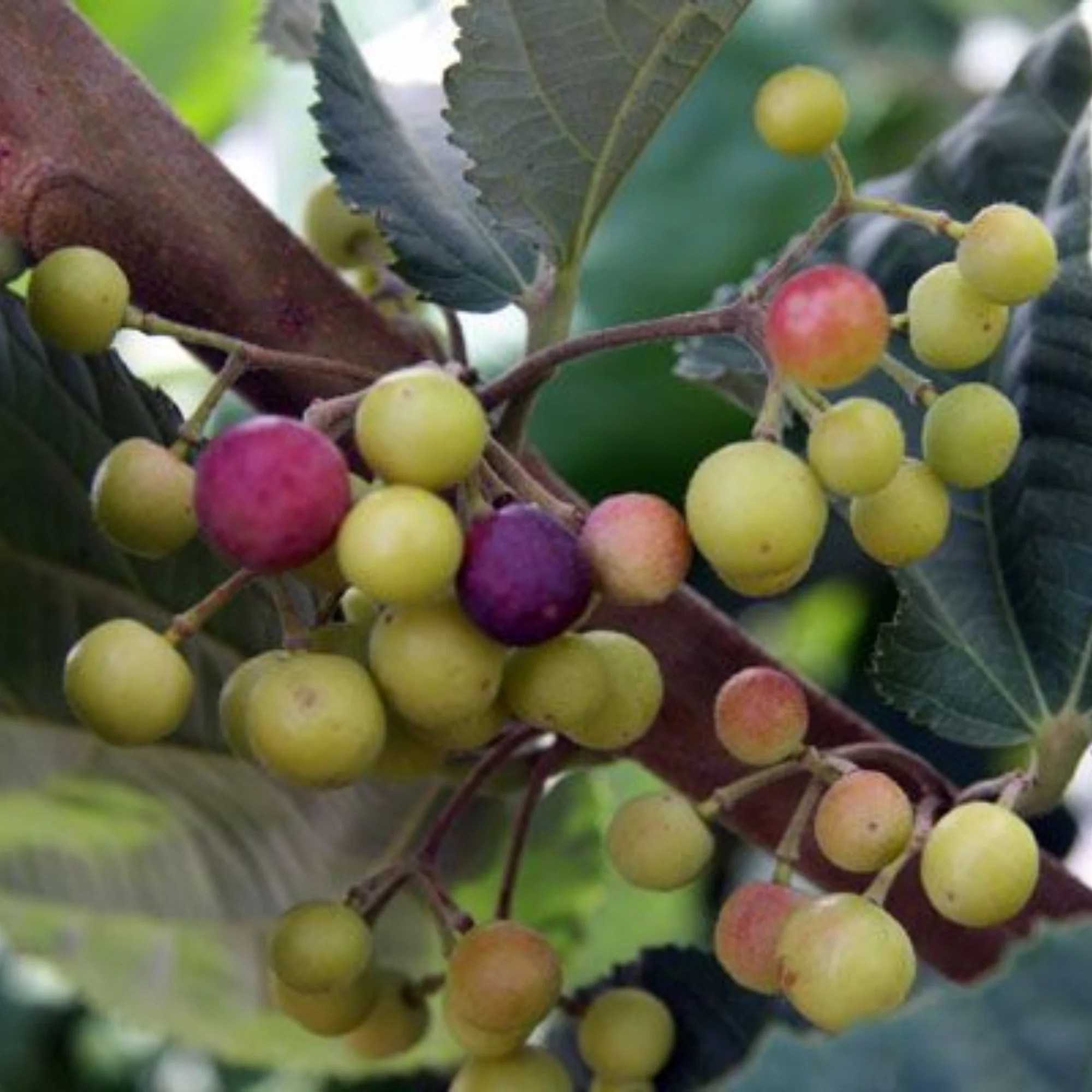 Buy Online Healthy falsa berry Plant - Image 3