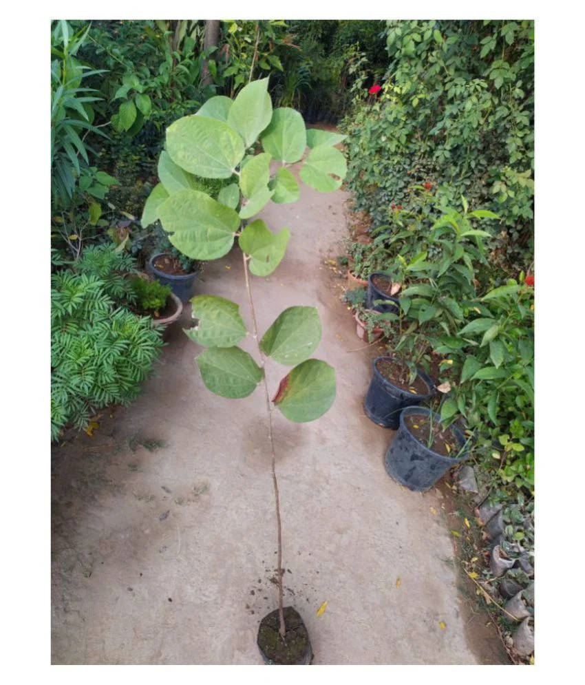 Buy Online Healthy falsa berry Plant - Image 4