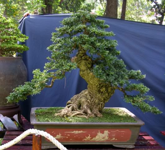 Feronalia Lucida Mini Wood Apple Pre Bonsai Mature Sapling Plant for Bonsai - Image 2