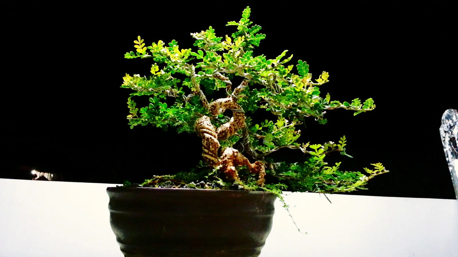 Feronalia Lucida Mini Wood Apple Pre Bonsai Mature Sapling Plant for Bonsai - Image 3