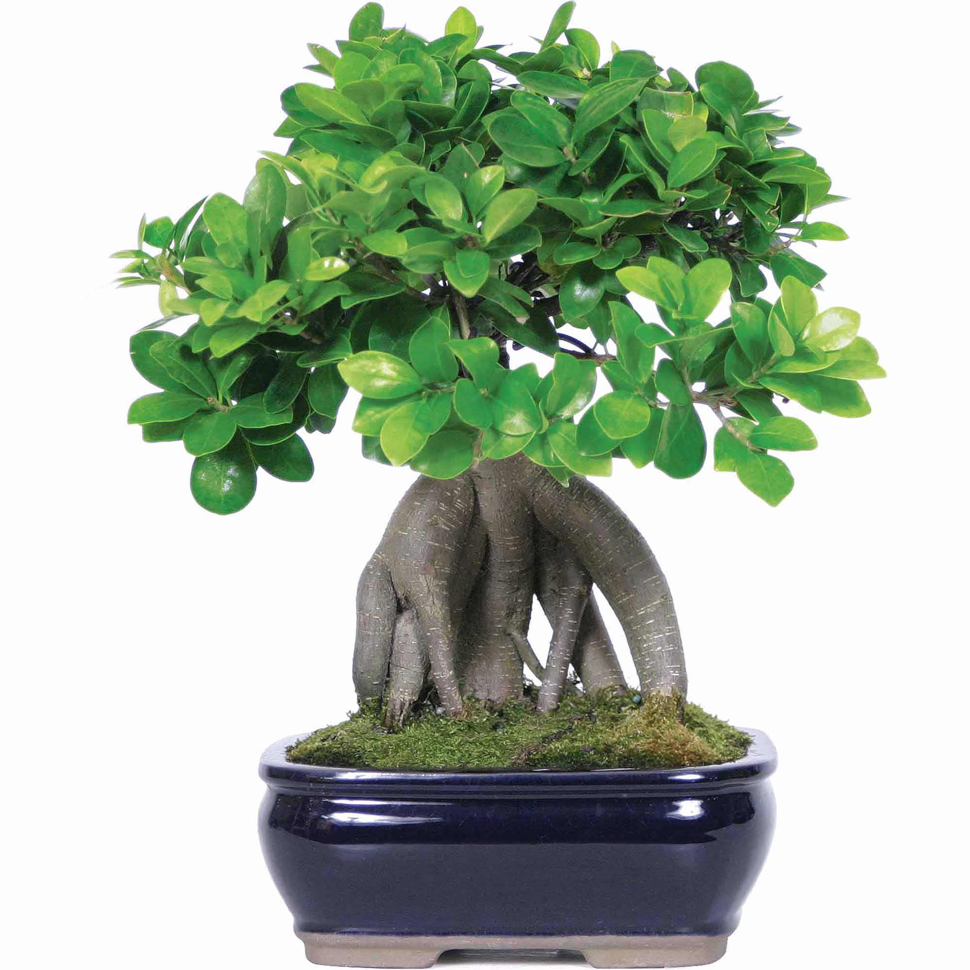 Ficus Bonsai Tree Ficus ginseng Grafted Bonsai Tree With Ceramic Bonsai Pot - Image 2