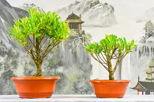 Ficus Microcarpa Sapling Plant for Bonsai - Image 2