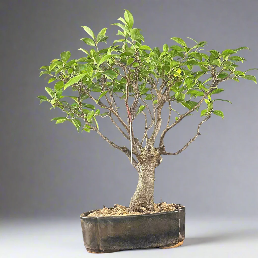 Ficus tigerbark Ficus Microcarpa Bonsai tree