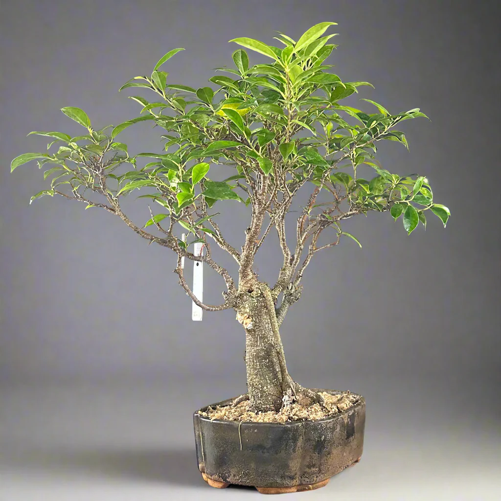 Ficus tigerbark Ficus Microcarpa Bonsai tree - Image 2