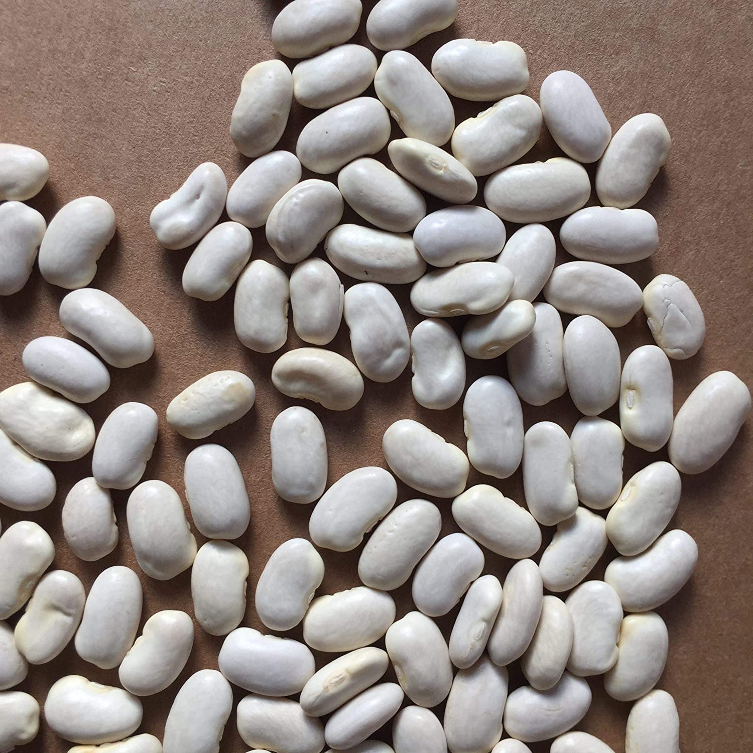French Bean Seeds (Pack Of 10 Seeds) - Image 3