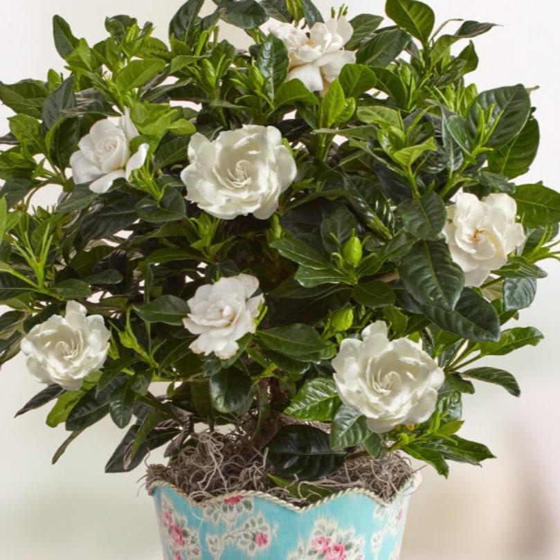 Gardenia Flowering Plant - Image 3