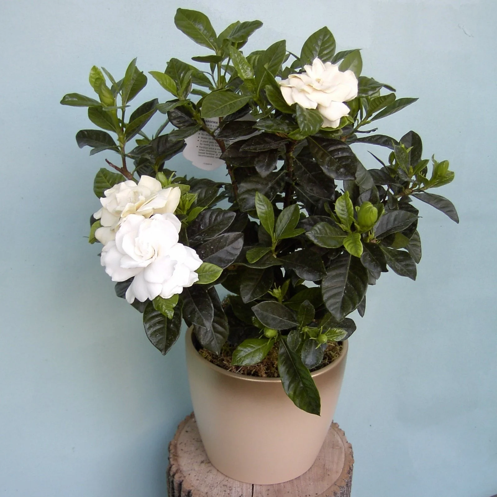 Gardenia Flowering Plant - Image 4