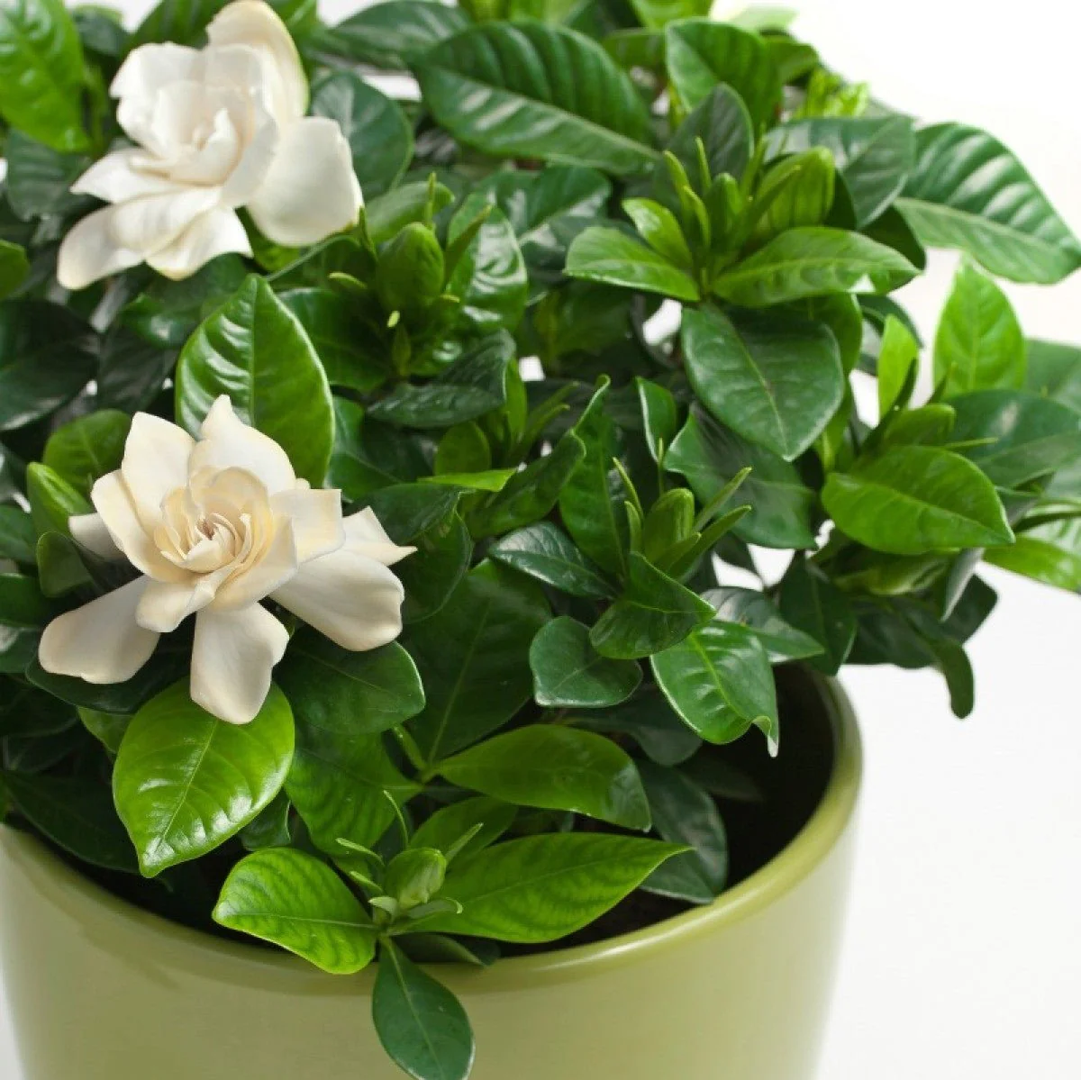 Gardenia Flowering Plant - Image 5