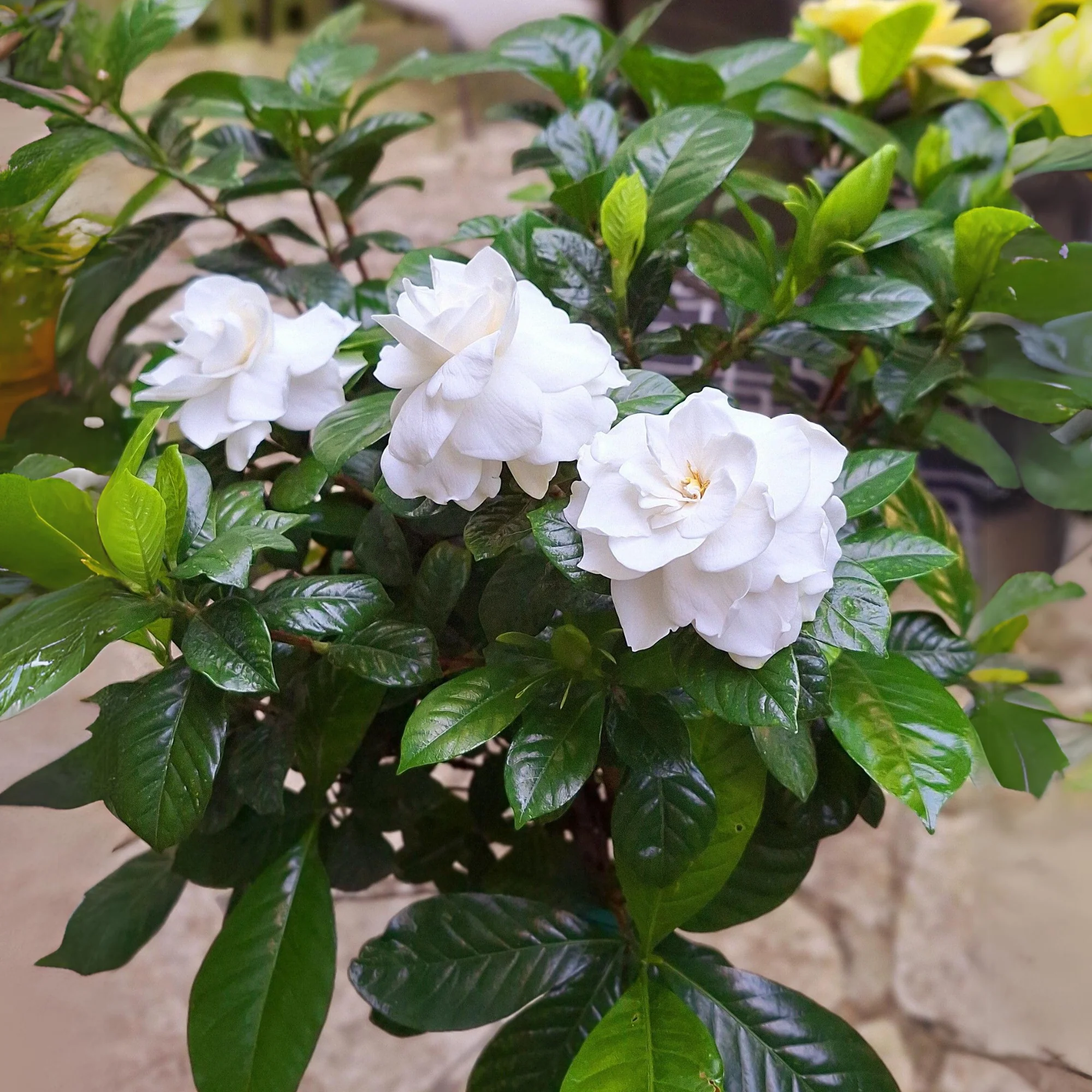 Gardenia Flowering Plant - Image 6