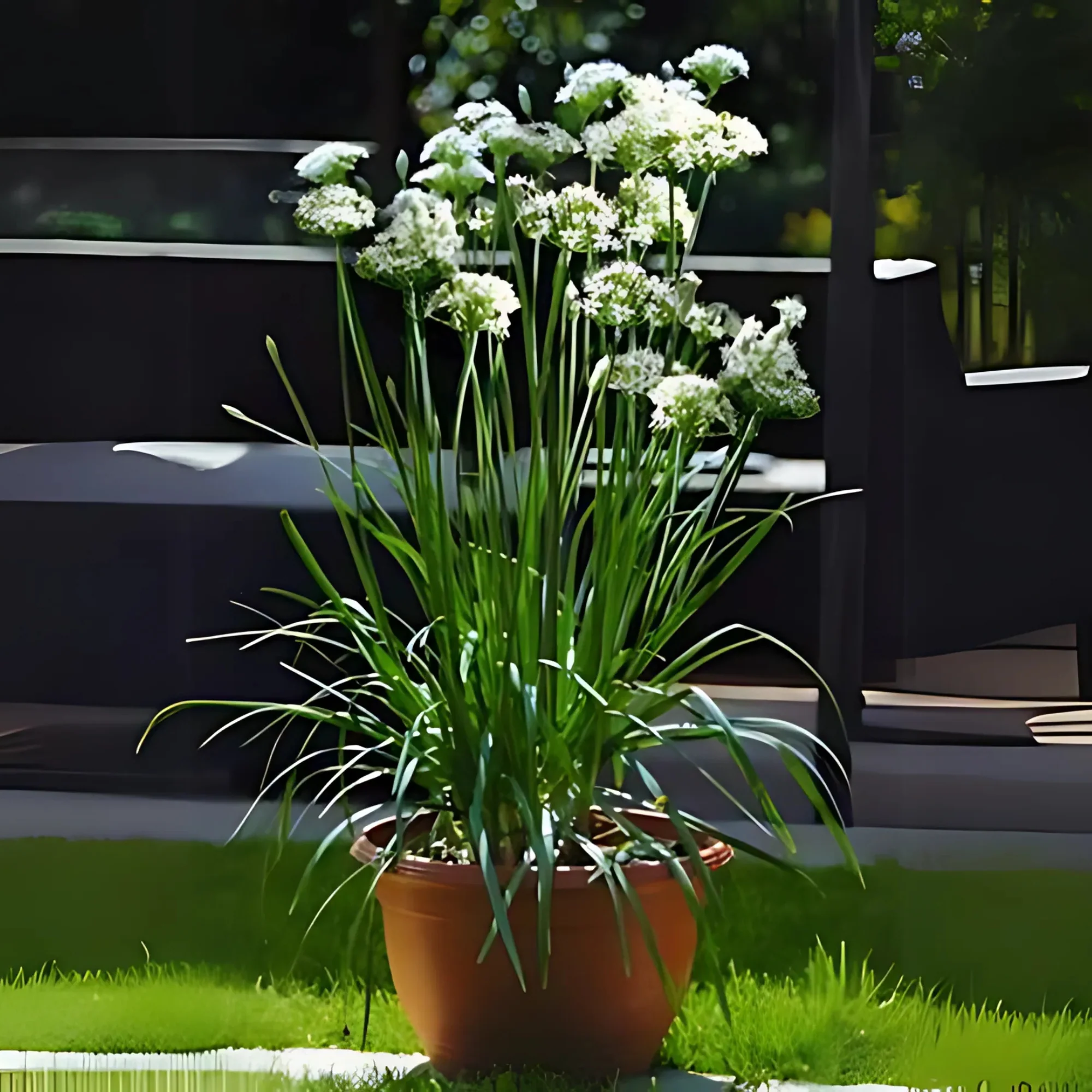 Garlic Chives Herbal live Plant - Image 2