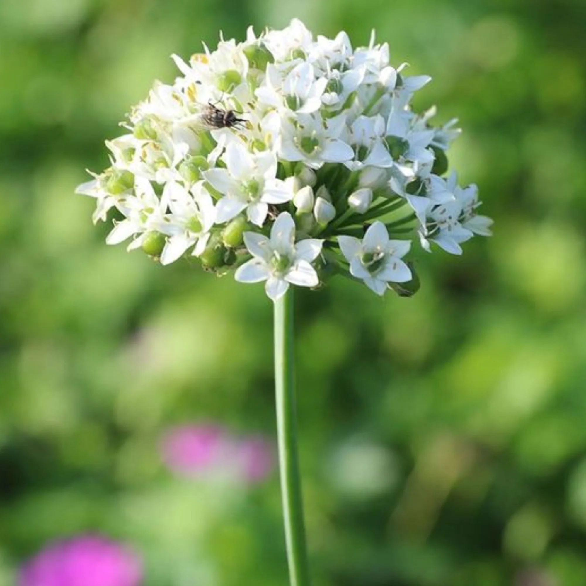 Garlic Chives Herbal live Plant - Image 3